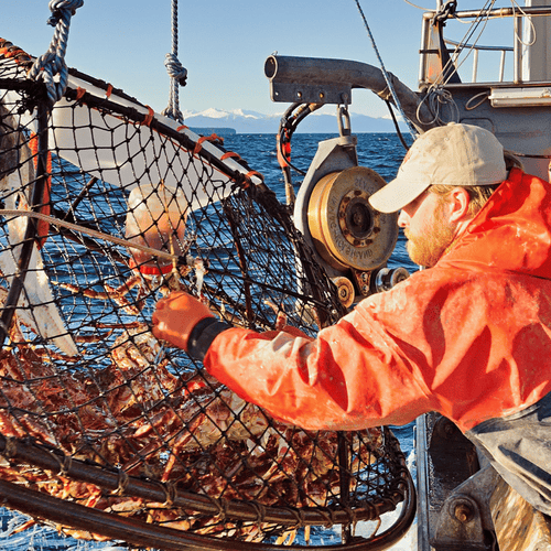 Alaskan King Crab vs. Alaskan Snow Crab: What’s the Difference?