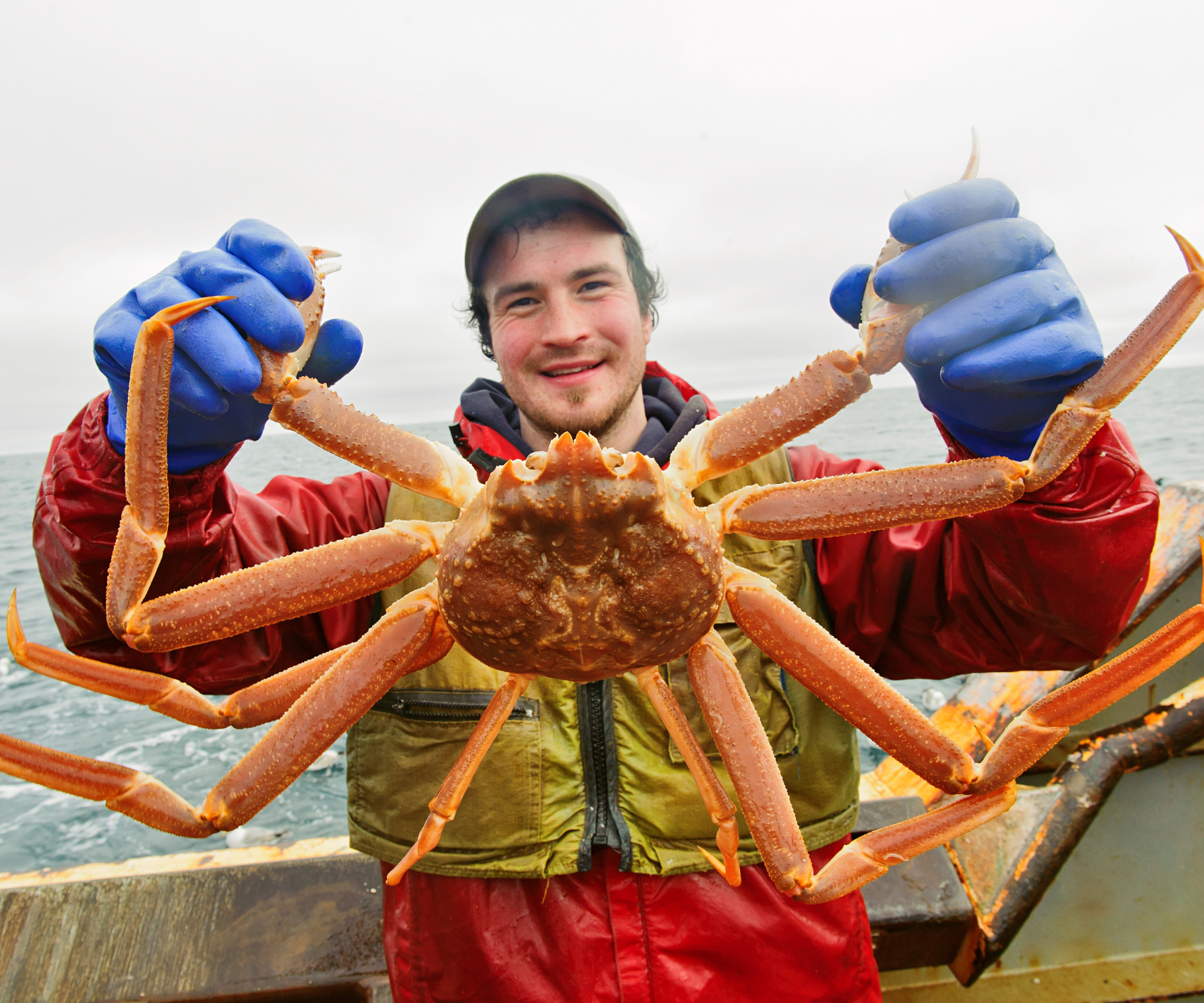 Fisherman holding an Alaskan Snow Crab on a boat showing how large the legs are