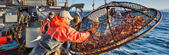What's the Difference Between Farmed and Wild-Caught Seafood?
