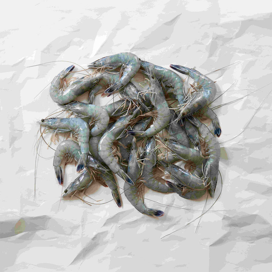 Caledonia blue prawns on parchment paper 