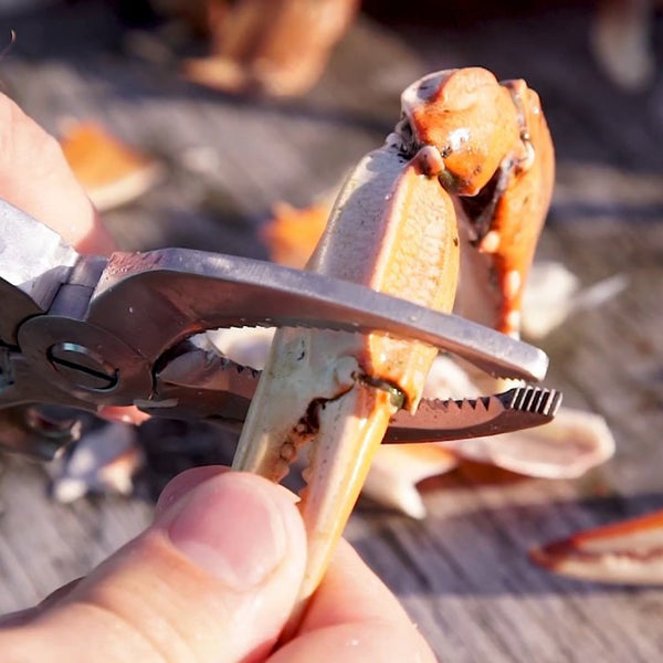 Crab Leg Cutter : Crab & Lobster Tool Set – DDBDNA
