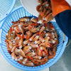 Headless Spot Prawns Rinsed and being dumped into basket on boat