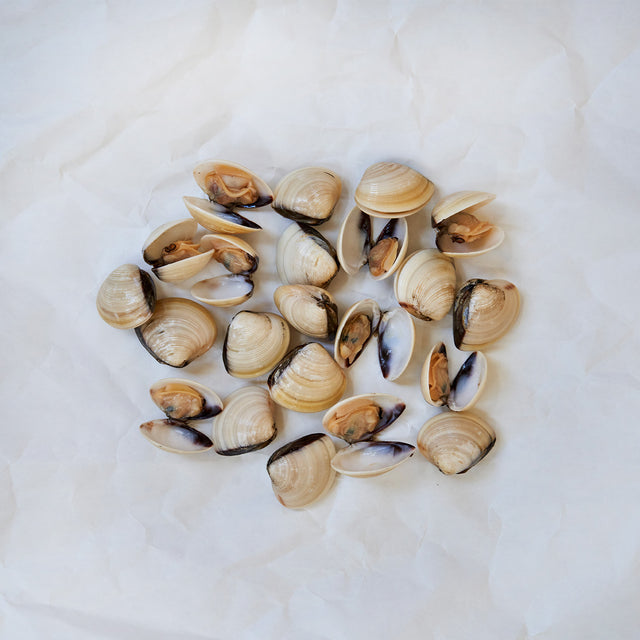 Battery Shell Clam Mollusks – Alaskan King Crab Co.